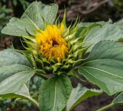 Sunflower bud Stock Photos
