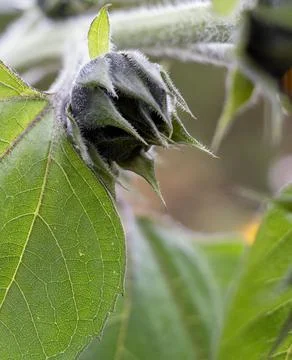 Sunflower bud. Photos