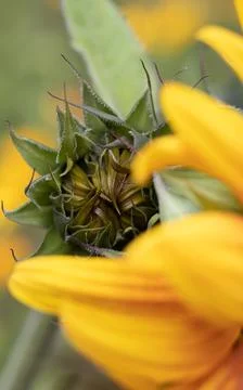 Sunflower bud. Photos