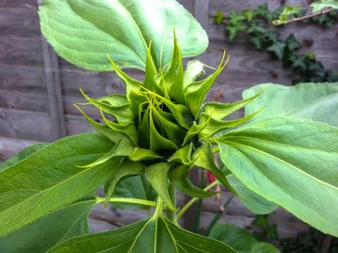 Sunflower bud in summertime Stock Photos