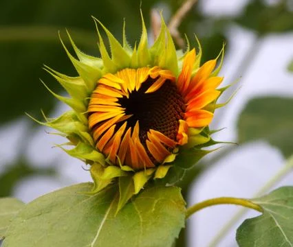 Sunflower bud at sunset Stock Photos