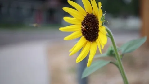 Sunflower with bug Stock Footage