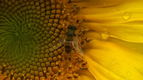 Sunflower, Bumble, Bee on a background of the blue sky Stock Footage 35217324