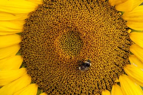 Sunflower with a bumblebee close-up Stock Photos