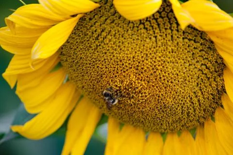 Sunflower with a bumblebee close-up Stock Photos