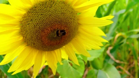 Sunflower with bumblebee collecting nectar. Bright yellow bloom against green Video stock 341334056