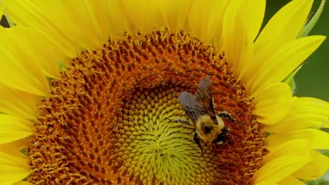 Sunflower With Bumblebee Collecting Pollen 스톡 동영상 340354849