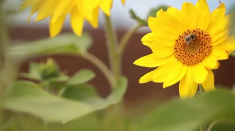 Sunflower with a bumblebee on it Stock Footage 8553135