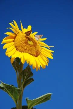 Sunflower with butterflies Stock Photos