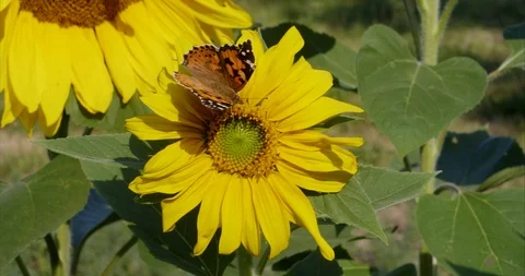 Sunflower with butterfly Stock Footage 113955188