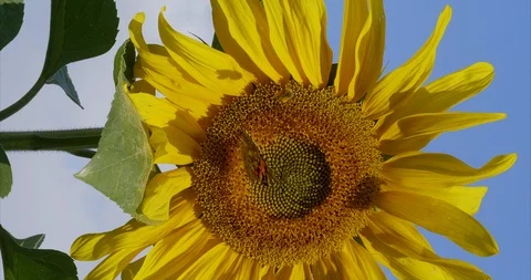 Sunflower with butterfly (vertical) Stock Footage 114063837
