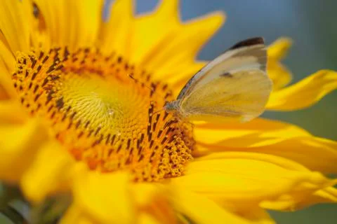 Sunflower - Cabbage White 库存照片