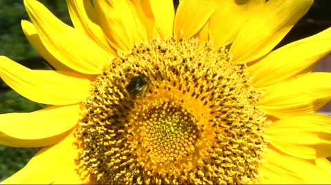 Sunflower carpenter bee Stock Footage 5296304