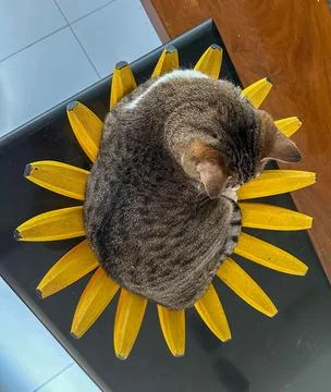 Sunflower Cat Stock Photos