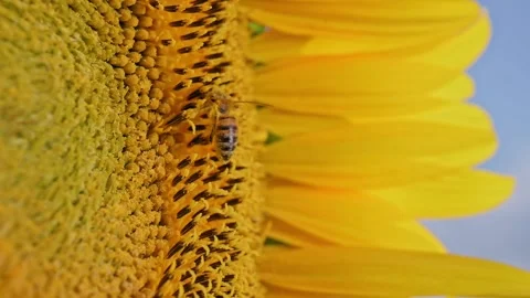 Sunflower center with bee and pollen fills closeup, active pollination in nature Video stock 344848342