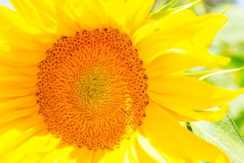 Sunflower center Stock Photos