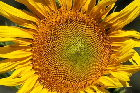 Sunflower Center With Spiral Seed Pattern In Summer Foto stock