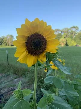 Sunflower Classic Foto stock