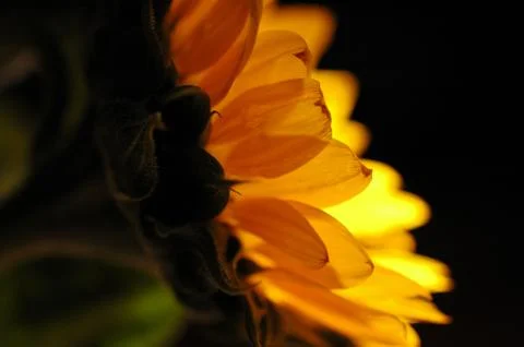 Sunflower in Close Up 1 Stock Photos