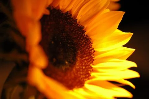 Sunflower in Close Up 2 Stock Photos