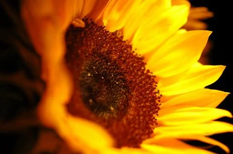 Sunflower in Close-Up 3 Stock Photos