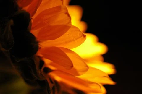 Sunflower in Close Up 4 Stock Photos