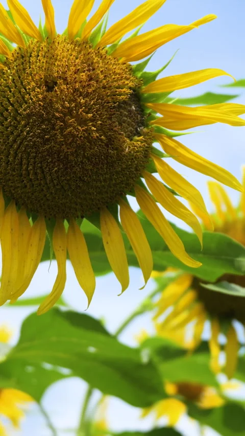 Sunflower Close-Up Against Clear Blue Sky Vertical Video Stock Footage 343362937