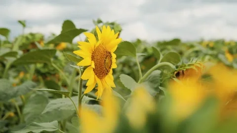 Sunflower close-up on a background of blue sky on a sunny day. Side view 库存影片 172023151