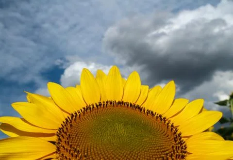 Sunflower close-up on a background of the cloudy sky Photos