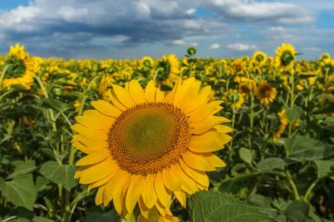Sunflower close-up on a background of the cloudy sky Фото