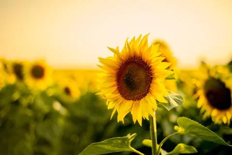 Sunflower close-up on a background of evening sky at sunset.  Stock Photos