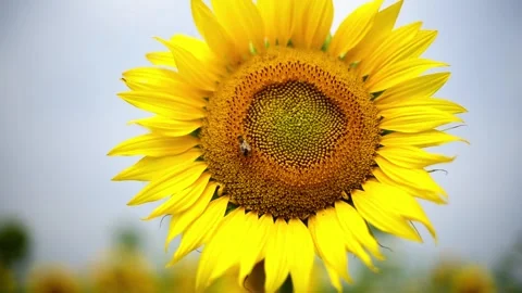 Sunflower close-up, bee collecting nectar in summer,horizontal 4k footage Stock Footage 246639433