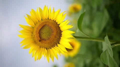 Sunflower close-up, bee collecting nectar in summer,vertical 4k footage Stock Footage 247131895