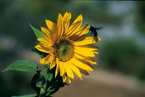 Sunflower close-up with a bee Stock Photos