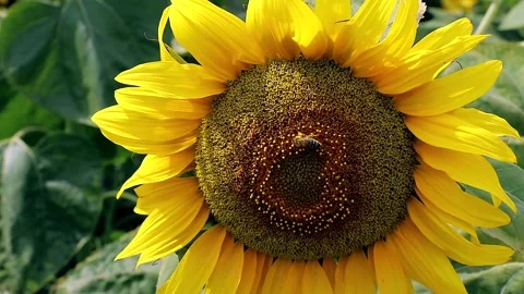 Sunflower close-up with bee sitting on it. Stock Footage 142478376