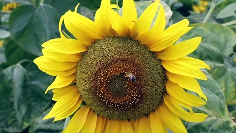 Sunflower close-up with bee sitting on it. Stock Footage 142478383