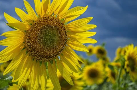 Sunflower close-up with blue clouds before a thunderstorm Stock Photos