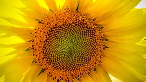 Sunflower close-up with copy space Stock Photos