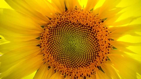Sunflower close-up with copy space Stock Photos