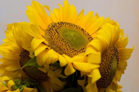 Sunflower close-up with copy space Stock Photos