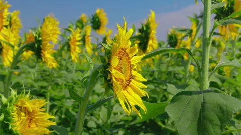 Sunflower Close-Up Facing Sideways, Blurred Sunflower Field Background Stock-Footage 347004161