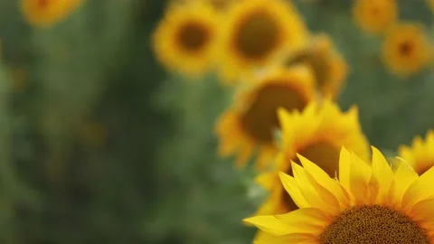 Sunflower close-up in the field background Stock Footage 202271078