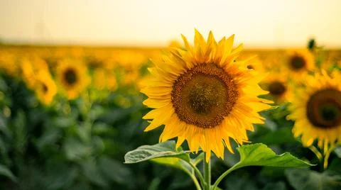 Sunflower close-up in a field background Stock Photos