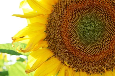 Sunflower close-up on the field Stock Photos