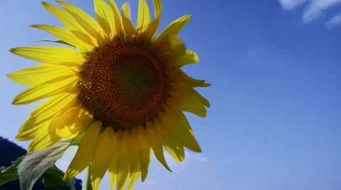 Sunflower close-up 스톡 동영상 446318