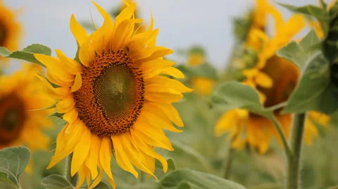 Sunflower close-up Stock Footage 56370598