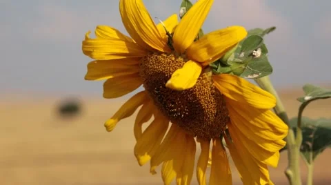 Sunflower Close Up Stock Footage