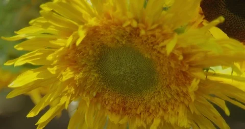 Sunflower Close up Stock Footage 79777908