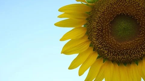 Sunflower close-up. Stock Footage 94728998
