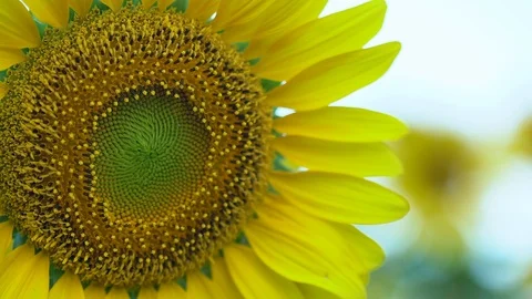 Sunflower close-up. Video stock 94729475